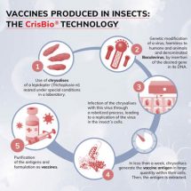 Infographic on technologies to produce vaccines: bioreactors vs insects as natural reactors