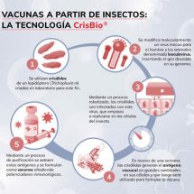 Infografía sobre tecnologías para producir vacunas: biorreactores frente insectos como reactores naturales